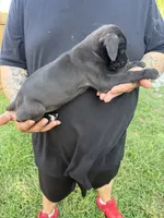 Sienna Iccf registered , a female Cane Corso for sale in Saint Joseph, MO – 2 of 4