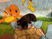 Nala Iccf registered , a female Cane Corso for sale in Savannah, MO – 3 of 6