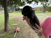 Zeus Iccf registered , a male Cane Corso for sale in Saint Joseph, MO – 2 of 5