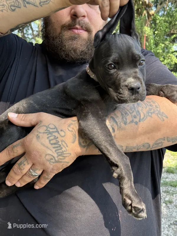 Kova Iccf registered  – Cane Corso puppy for sale in Saint Joseph, MO