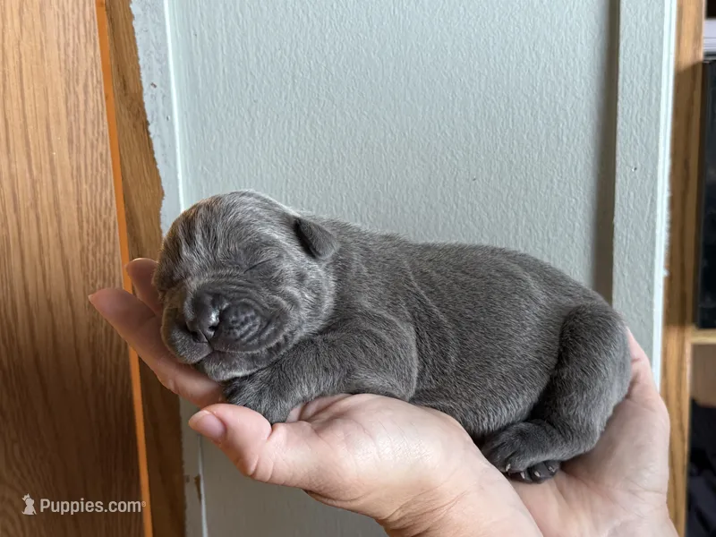 Coona Iccf registered  – Cane Corso puppy for sale in Savannah, MO