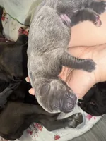 King Iccf registered , a male Cane Corso for sale in Savannah, MO – 3 of 5