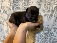 Haus Iccf registered , a male Cane Corso for sale in Saint Joseph, MO – 3 of 4