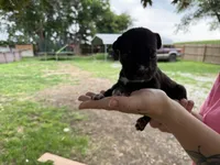 Cleo Iccf registered runt, a female Cane Corso for sale in Saint Joseph, MO – 2 of 5