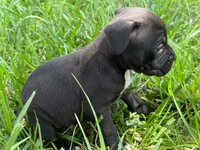 Karma Iccf registered , a female Cane Corso for sale in Saint Joseph, MO – 4 of 6