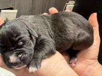 Gemma Iccf registered , a female Cane Corso for sale in Savannah, MO – 2 of 8