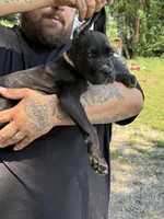   Dolly Iccf registered , a female Cane Corso for sale in Saint Joseph, MO – 3 of 3