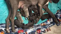 Freya Iccf registered , a female Cane Corso for sale in Savannah, MO – 3 of 3