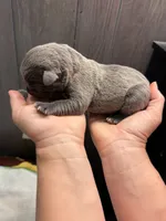 Coona Iccf registered , a male Cane Corso for sale in Savannah, MO – 3 of 8