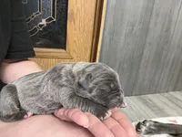 Thor Iccf registered , a male Cane Corso for sale in Savannah, MO – 2 of 9