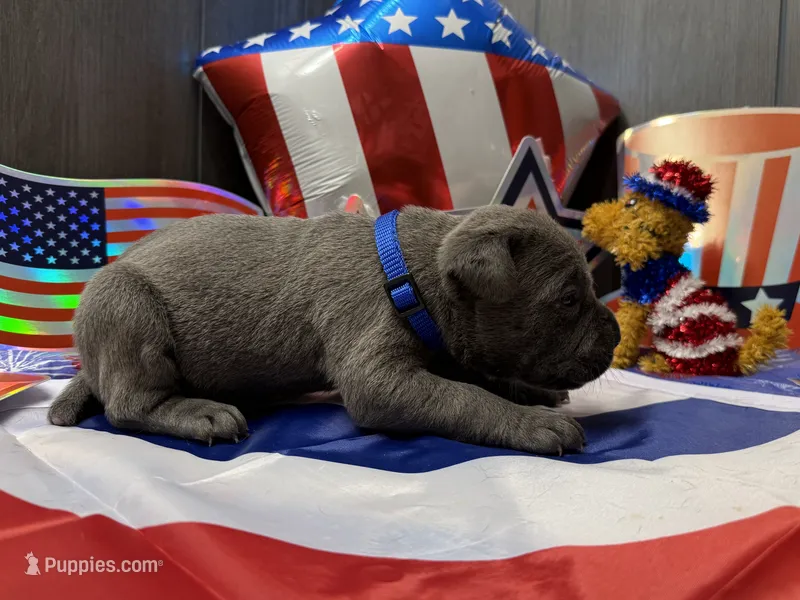  Titan Iccf registered  – Cane Corso puppy for sale in Savannah, MO