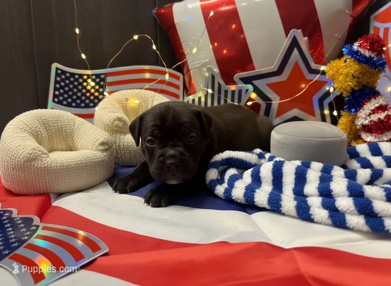 Haus Iccf registered  – Cane Corso puppy for sale in Savannah, MO