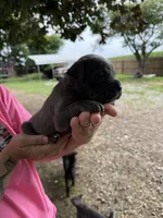  Titan Iccf registered , a male Cane Corso for sale in Saint Joseph, MO – 2 of 7
