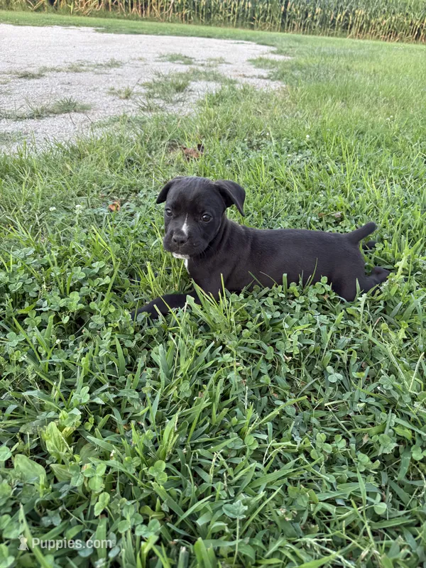 Nila Iccf registered  – Cane Corso puppy for sale in Saint Joseph, MO