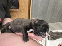 Athena Iccf registered , a female Cane Corso for sale in Savannah, MO – 3 of 7