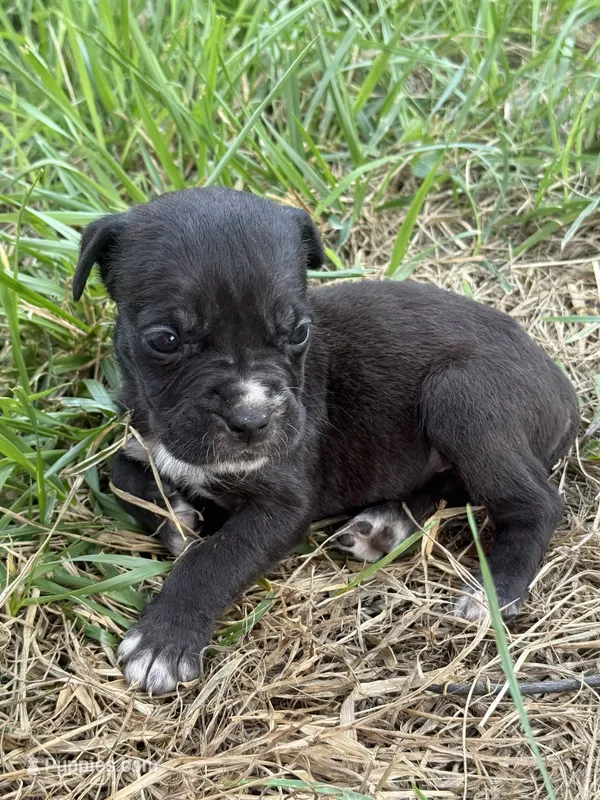 Cleo Iccf registered runt – Cane Corso puppy for sale in Saint Joseph, MO