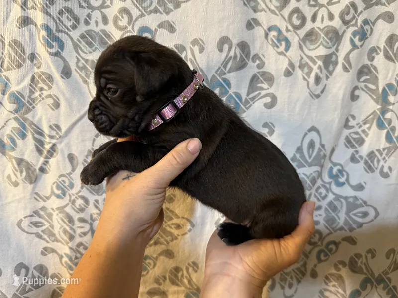 Athena Iccf registered  – Cane Corso puppy for sale in Savannah, MO