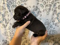 Athena Iccf registered , a female Cane Corso for sale in Saint Joseph, MO – 3 of 5