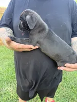 Sienna Iccf registered , a female Cane Corso for sale in Saint Joseph, MO – 4 of 4