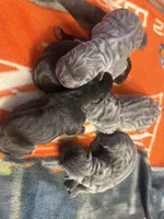 Coona Iccf registered , a male Cane Corso for sale in Savannah, MO – 6 of 8