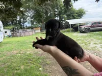 Gemma Iccf registered , a female Cane Corso for sale in Saint Joseph, MO – 4 of 6