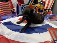 Zeus Iccf registered , a male Cane Corso for sale in Saint Joseph, MO – 3 of 5