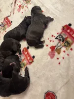 Athena Iccf registered , a female Cane Corso for sale in Savannah, MO – 5 of 7