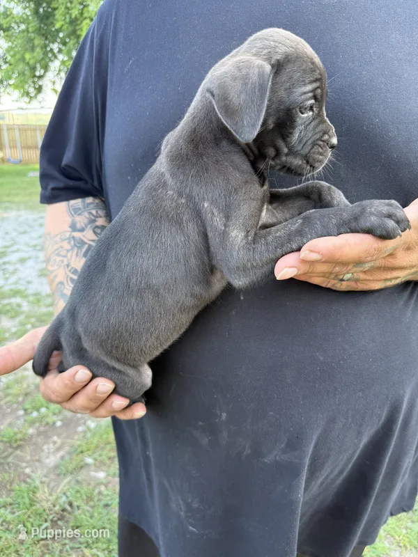 Willow Iccf registered  – Cane Corso puppy for sale in Saint Joseph, MO