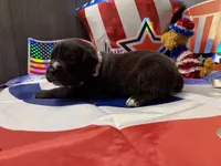 Gemma Iccf registered , a female Cane Corso for sale in Saint Joseph, MO – 2 of 6