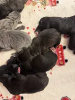 Haus Iccf registered , a male Cane Corso for sale in Savannah, MO – 5 of 8