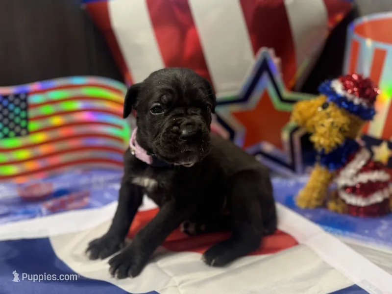 Luna Iccf registered  – Cane Corso puppy for sale in Savannah, MO