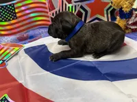 Cleo Iccf registered , a female Cane Corso for sale in Savannah, MO – 2 of 3