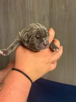 King Iccf registered , a male Cane Corso for sale in Savannah, MO – 2 of 5