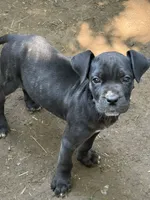 Kova Iccf registered , a female Cane Corso for sale in Saint Joseph, MO – 5 of 5