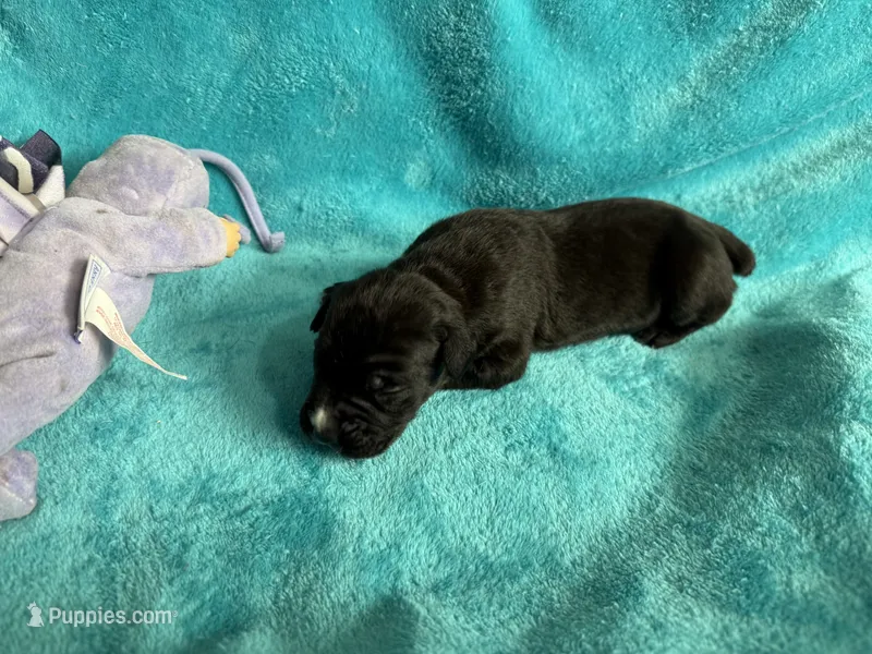 Gemma Iccf registered  – Cane Corso puppy for sale in Savannah, MO