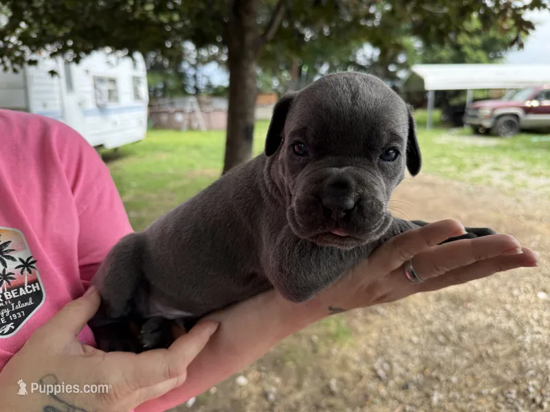  Titan Iccf registered  – Cane Corso puppy for sale in Saint Joseph, MO