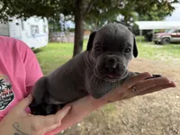  Titan Iccf registered , a male Cane Corso for sale in Saint Joseph, MO – 1 of 7