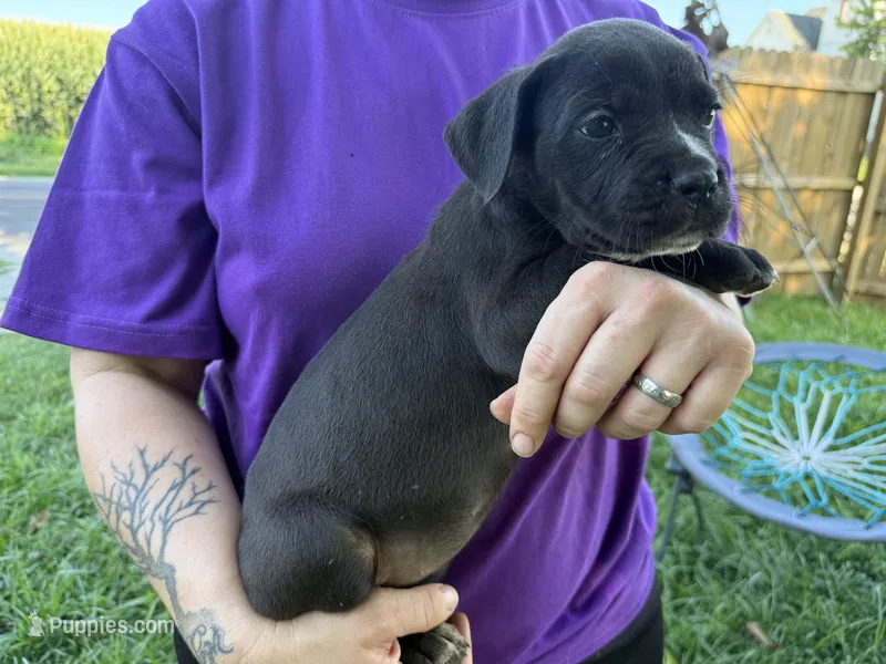 Nila Iccf registered  – Cane Corso puppy for sale in Saint Joseph, MO