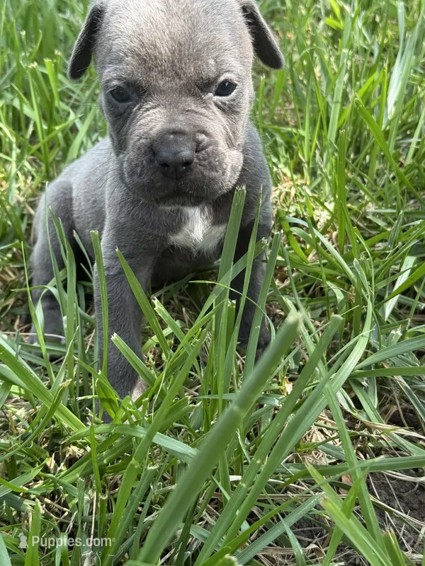  Titan Iccf registered  – Cane Corso puppy for sale in Saint Joseph, MO