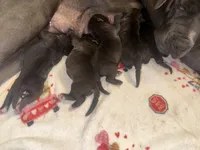 Nyx Iccf registered , a female Cane Corso for sale in Savannah, MO – 6 of 7