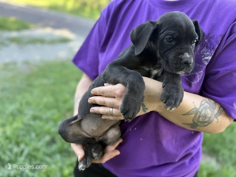 Kova Iccf registered  – Cane Corso puppy for sale in Saint Joseph, MO