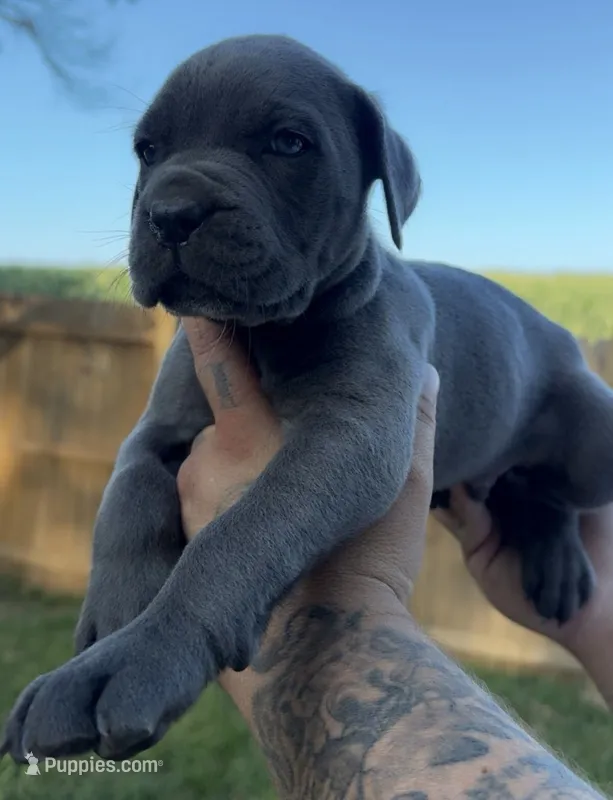 King Iccf registered  – Cane Corso puppy on hold in Saint Joseph, MO