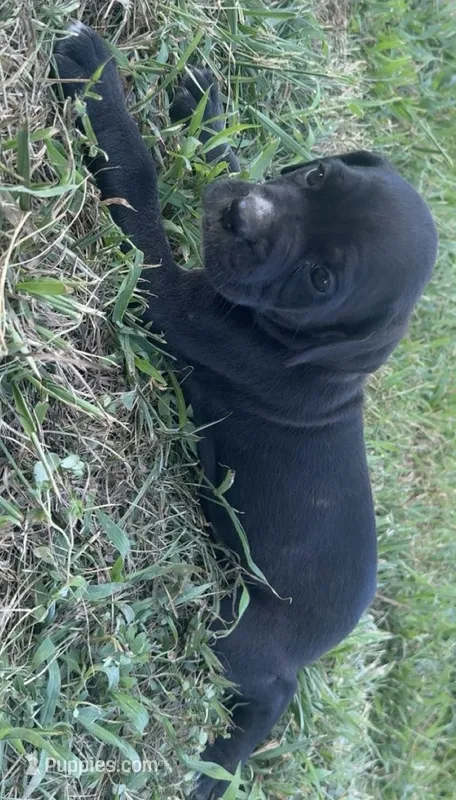 Nila Iccf registered  – Cane Corso puppy for sale in Saint Joseph, MO