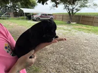 Zeus Iccf registered , a male Cane Corso for sale in Saint Joseph, MO – 5 of 5