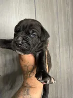 Zeus Iccf registered , a male Cane Corso for sale in Saint Joseph, MO – 4 of 5