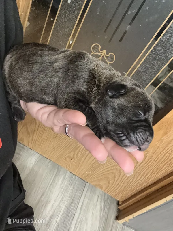 Haus Iccf registered  – Cane Corso puppy for sale in Savannah, MO