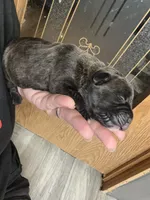 Haus Iccf registered , a male Cane Corso for sale in Savannah, MO – 1 of 8