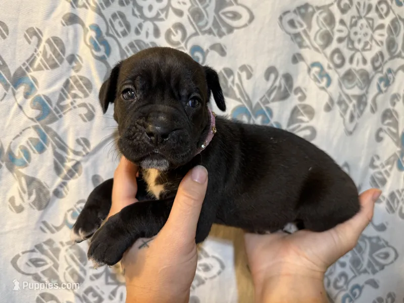 Nyx Iccf registered  – Cane Corso puppy for sale in Savannah, MO
