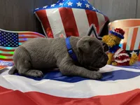  Titan Iccf registered , a male Cane Corso for sale in Saint Joseph, MO – 3 of 7