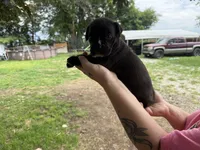 Nyx Iccf registered , a female Cane Corso for sale in Saint Joseph, MO – 3 of 7
